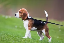 狗狗不听话，或许需要用一根牵引绳来让它进行服从性训练图片