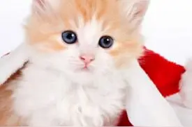 猫咪的一些搞怪，你家的猫咪有这么可爱么？图片