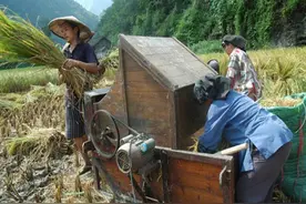 农村快打谷子了，你还记得那些打谷子的方法吗？图片