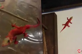 泰国发现红色蜥蜴，待在村民家里不愿走图片