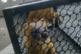 半夜撞见黄鼠狼，是喜是悲？图片