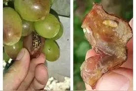图文详解葡萄酸腐病图片