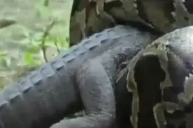 蟒蛇和鳄鱼经过一场激战，鳄鱼不敌蟒蛇，竟被蟒蛇连头活吞图片