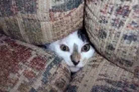 和猫咪玩躲猫猫，小样你还学会伏击了！图片