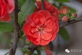 那些你不知道的贴梗海棠，原来它也是木瓜图片