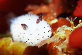 可爱的海兔，不一样的萌物图片