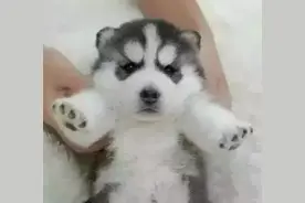 如何让二哈心甘情愿配带牵引绳？从此告别脱缰的野马~图片