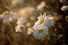 七月之雨之吟，带有丝丝冷意图片