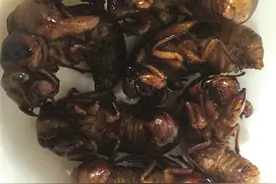 蝉成南京市民另类野味 ，2ch日本网民吐槽：要被吃光了图片