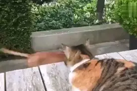 看见狗狗被别的猫欺负，孰不可忍，大花猫上去就动手图片
