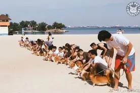 一群小短腿柯基在沙滩赛跑，结果它们跑的过程萌死了53万人！图片