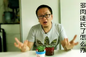 多肉徒长了怎么办