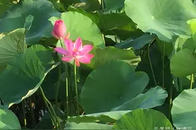每个日子都是绝版，连盗版的机会都没有图片