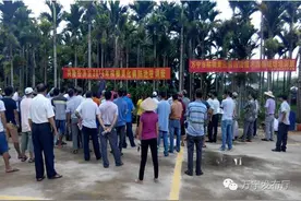 这两种方法对治疗槟榔黄化病有奇效图片