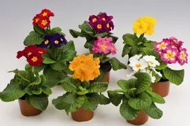 樱草花，水瓶座和白羊座的幸运花图片