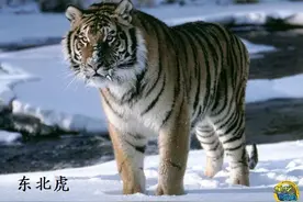 吃人的老虎，也曾是一味治病的良药！图片