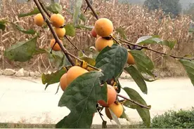 和媳妇在城里待不下去了，回农村享受图片