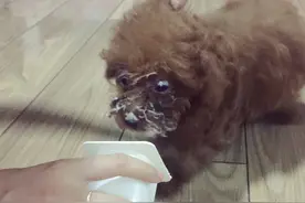 泰迪等狗狗到底能不能喂食它们酸奶？好处跟坏处都有哪些图片