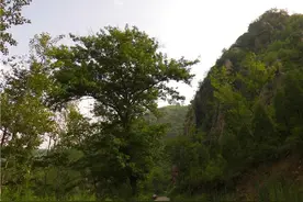 山区农村路边老树长奇果，竟然繁衍出一片森林图片