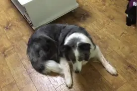 看到泰迪也来抢玩具，大边牧忙用爪子护好，不带这么欺负狗的图片