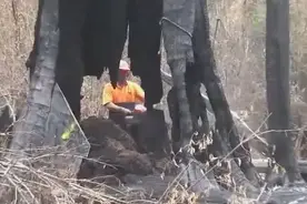 大树中间都烧空了，男子冒着危险钻到树中间，拿着电锯将树锯倒图片