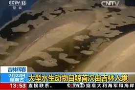 大型水生动物白鲸首次由吉林入境图片