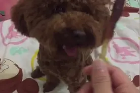 狗狗吸取教训不敢轻易下口，真是难熬啊，看好吃的在眼前晃来晃去图片