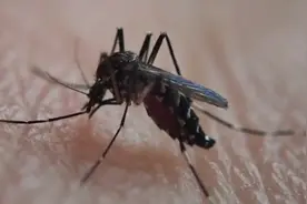 近距离拍摄蚊子吸血的一幕，看着肚子慢慢涨起来，真想拍死它视频封面