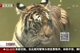 三伏天老虎集体在水中嬉戏，看看动物园的小动物防暑有何妙招图片