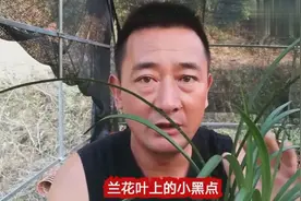 兰花叶片黑点是怎么形成的？又该如何处理呢，干货分享视频封面