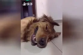 狗狗失恋后伤心欲绝，一副生无可恋的样子，小表情看得让人心碎了图片