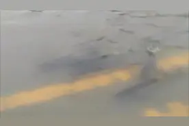 山西太原暴雨，街头惊现鱼群，民众苦中作乐搭伙捞鱼图片