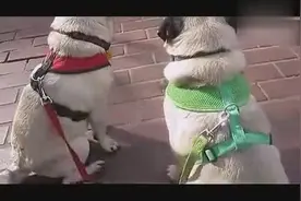 越傻越天真的双胞胎狗狗