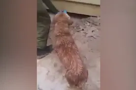 心碎！母狗冒险钻进被水淹地基内救小狗视频封面