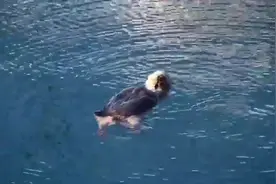 你知道海獭是怎么吃贝壳的吗 又萌又聪明图片