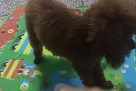 铲屎官把泰迪惹急了，狗狗急的想咬人，明明是主人先耍赖的图片