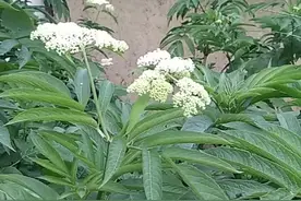 血满草有祛风，利水，活血通络之功效。治肾炎，风湿，风疹瘙痒。视频封面