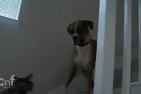 大狗下楼梯遇到猫咪，直接站着不敢动了，期待的看着主人！图片