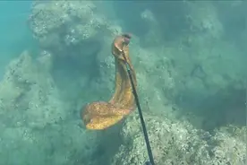 男子潜水叉中一条鳗鱼，用小刀戳死后给逮上来图片