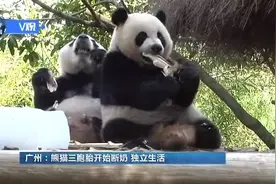 V观 | 广州长隆熊猫三胞胎光荣断奶 开始独立新生活图片