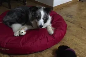 小奶汪想要玩边牧的玩具，大汪立马眼神凶狠起来，泰迪都差点跪了图片