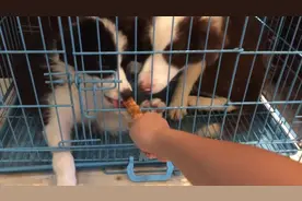 大边牧嫌弃磨牙棒，被小伙伴啃过了，超有骨气坚决不吃啃剩下的图片