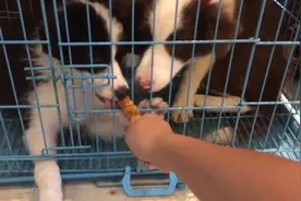 大边牧嫌弃磨牙棒，被小伙伴啃过了，超有骨气坚决不吃啃剩下的图片