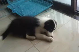 贪心狗狗，不止吃完所有狗粮还偷别人骨头，你这事做的真不地道啊图片