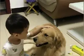 皮蛋听哥哥话，哥哥叫做什么皮蛋做什么，有哥哥在没爸爸什么事了