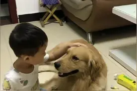 皮蛋听哥哥话，哥哥叫做什么皮蛋做什么，有哥哥在没爸爸什么事了