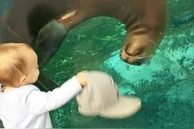 美女孩向海豹“打招呼” 海豹积极回应图片