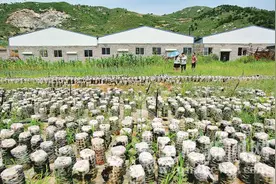 庞家沟：戴河畔听松涛阵阵图片