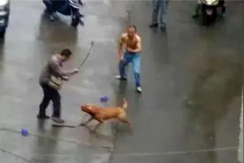 比特犬撕咬主人 头颈全是血浑身50多伤口图片