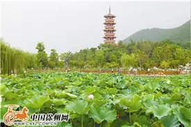 菡萏新花晓并开图片